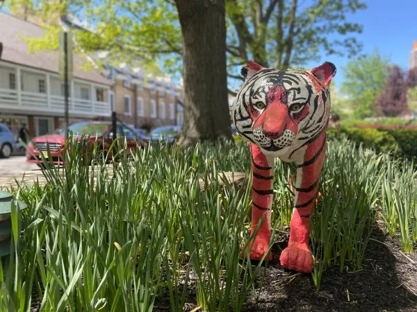 There’s a Tiger in the Square!