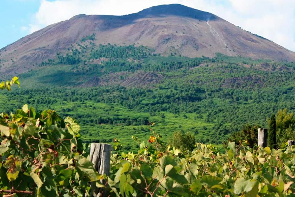 teresas wine tasting volcano image