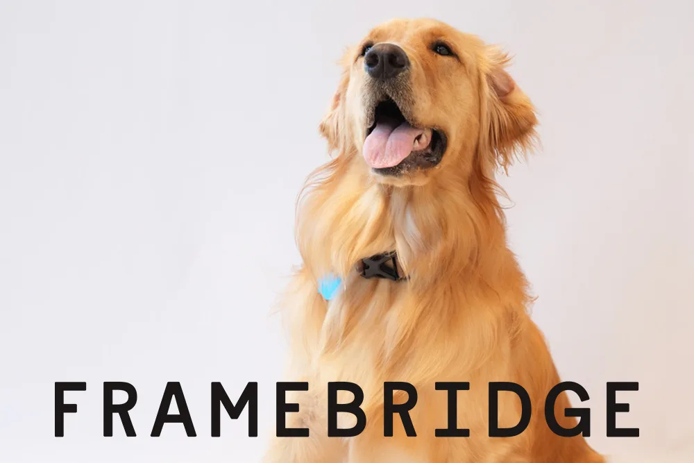 framebridge pet portraits