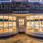 dandelion 1